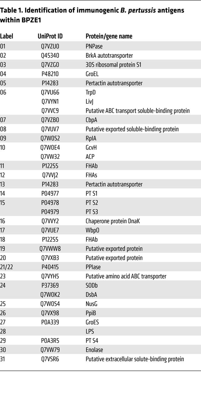 Identification of immunogenic B. pertussis antigens within BPZE1