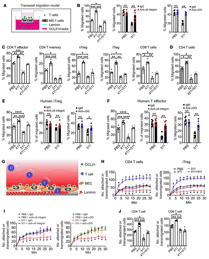 Lama5 inhibits CD4+ T cell and iTreg transendothelial migration via α6-i...