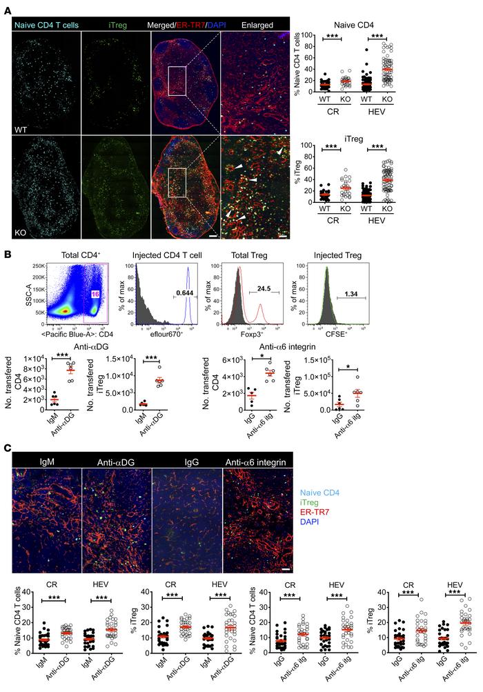 Lama5 regulates CD4+ T cell and Treg entry into LNs via αDG and α6 integ...