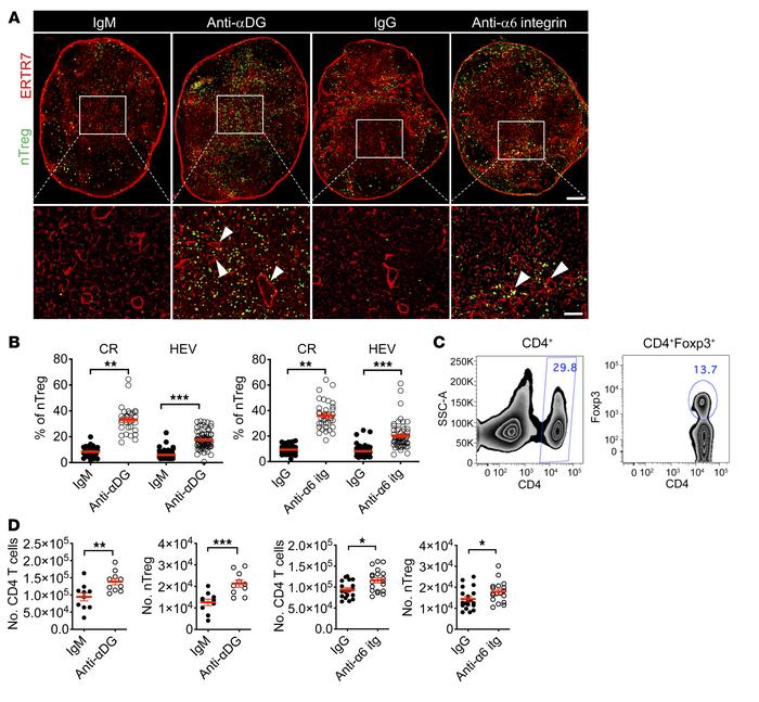 Systemically blocking αDG and α6 integrin increases CD4+ T cell and nTre...