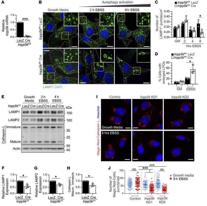 INPP5K regulates lysosome homeostasis during autophagy.
(A) qRT-PCR vali...