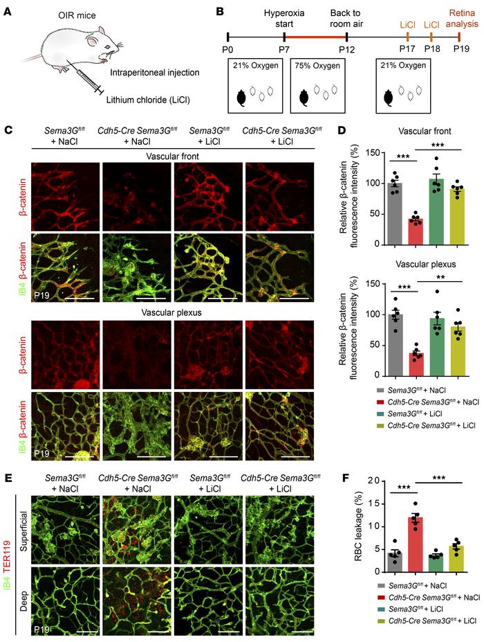 Sema3G regulates vascular regeneration and decreases hemorrhage by stabi...