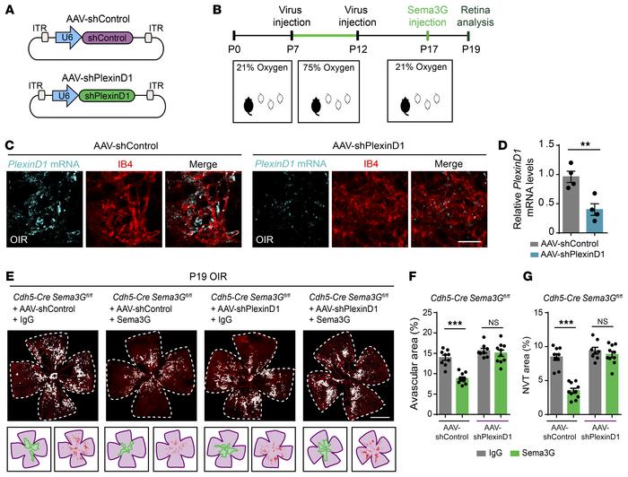 PlexinD1 is necessary for the functional performance of endothelial Sema...