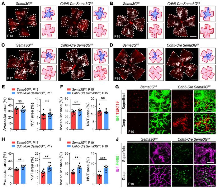 Endothelial Sema3G deficiency significantly delays the regression of pat...