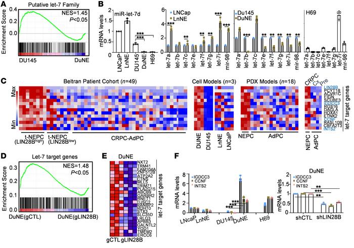 Let-7 is a negative downstream effector of LIN28B.
(A) GSEA revealed the...
