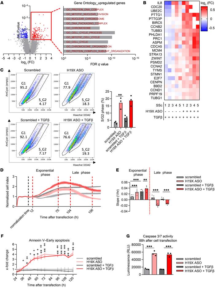 H19X silencing triggers fibroblast apoptosis.
H19X was silenced in derma...
