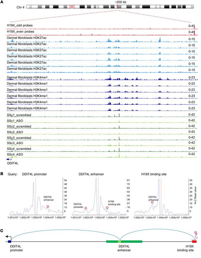 H19X targets DDIT4L via 3D genomic interaction and chromatin rearrangeme...
