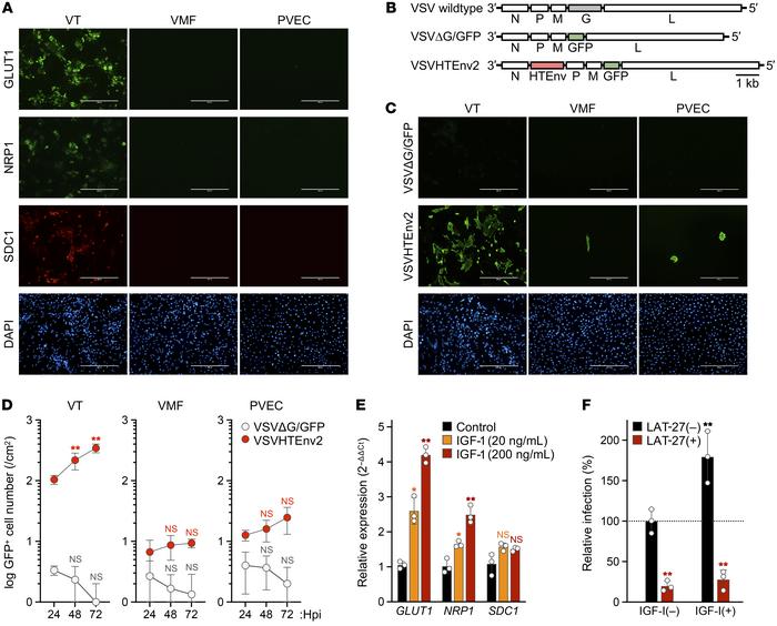 Evaluation of the susceptibility of human placental cells to HTLV-1 infe...