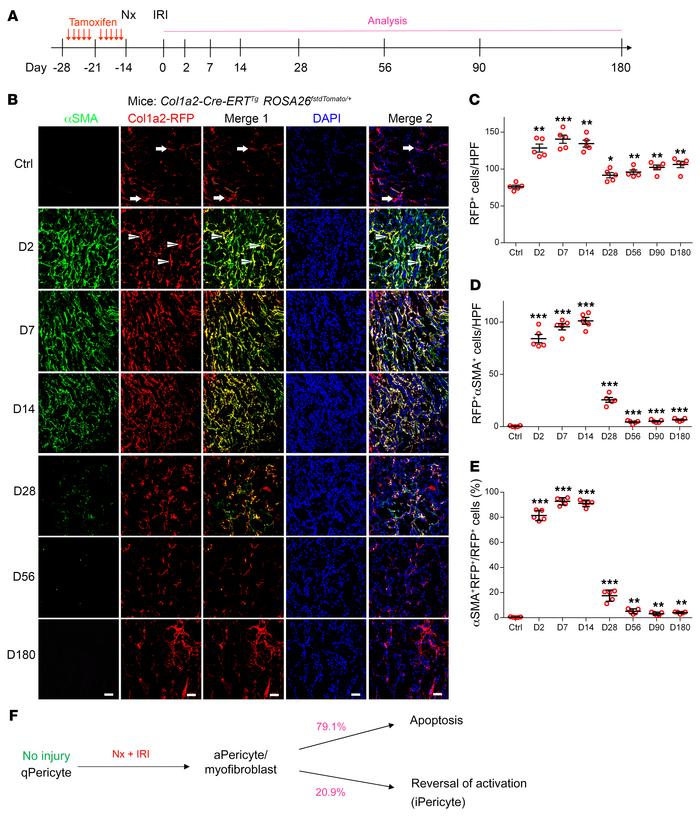 Renal myofibroblasts were derived from pericytes during acute kidney inj...