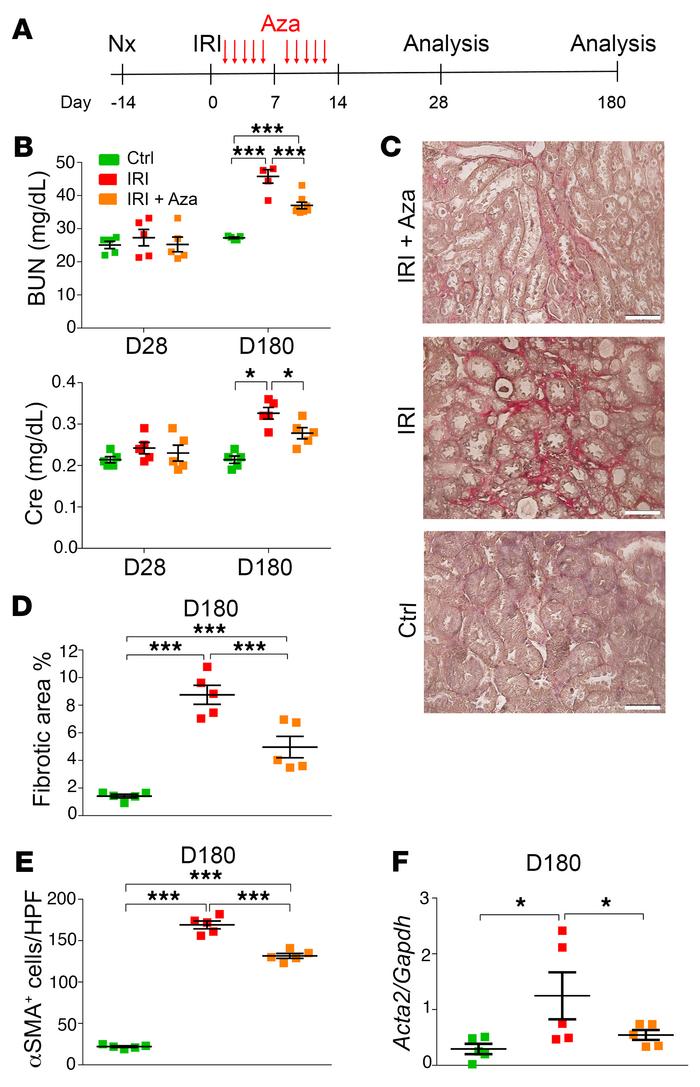 Demethylation by 5-azacytidine during acute kidney injury attenuated the...