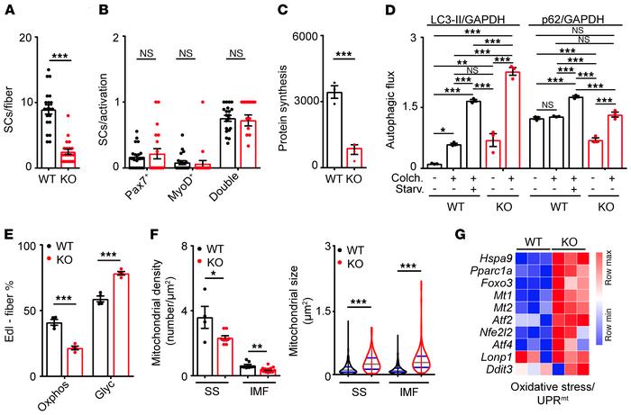 Characterization of CKD-related muscle wasting.
(A) Quantification of sa...