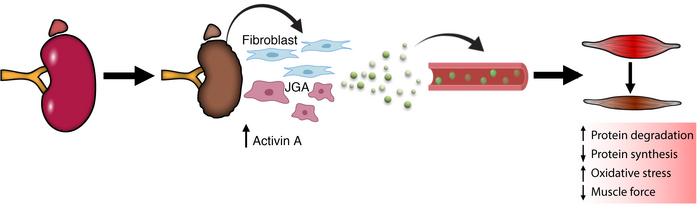 Schematic overview of proposed crosstalk between kidney and muscle durin...