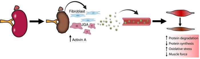 Schematic overview of proposed crosstalk between kidney and muscle durin...