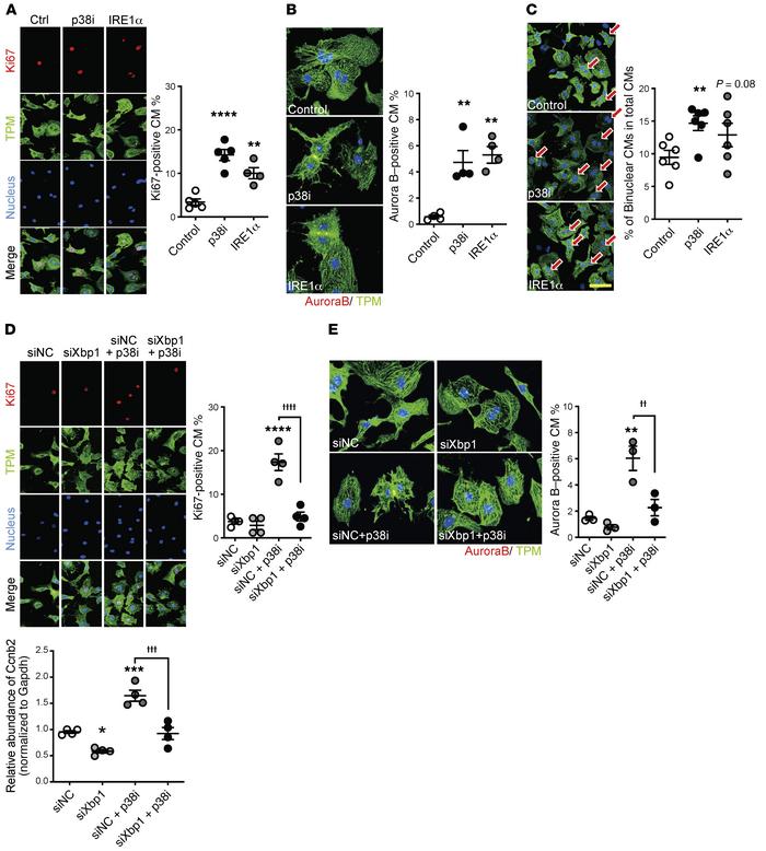 IRE1α/XBP1 and p38 MAPK activity in cardiomyocyte proliferation.
(A) Rep...