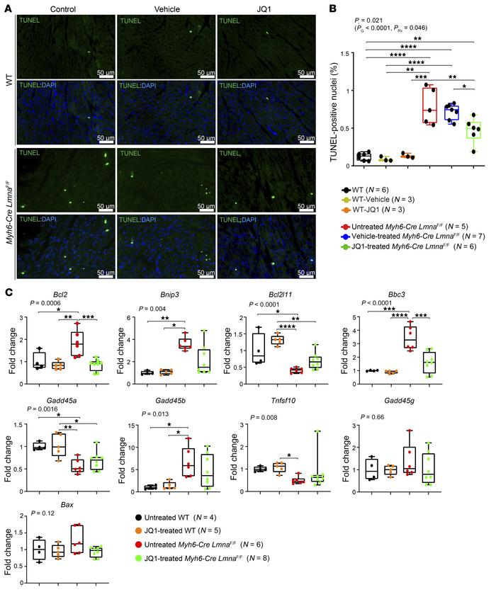 Effect of BET bromodomain protein inhibition on myocardial apoptosis in ...