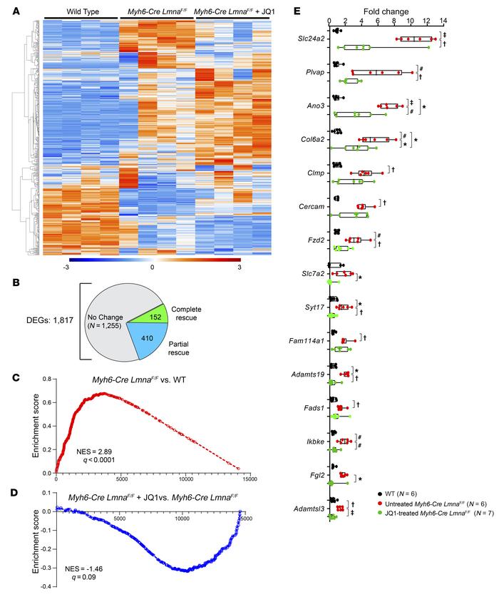 Effect of BET bromodomain inhibition on the transcriptome of Myh6-Cre Lm...