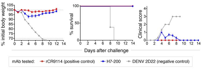 Protective efficacy of H7-200 mAb in mice.
Female BALB/c mice weighing 1...