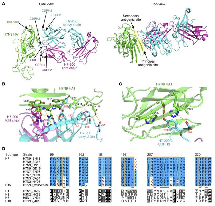 Crystal structure and detailed interactions between Fab H7-200 and H7N9 ...