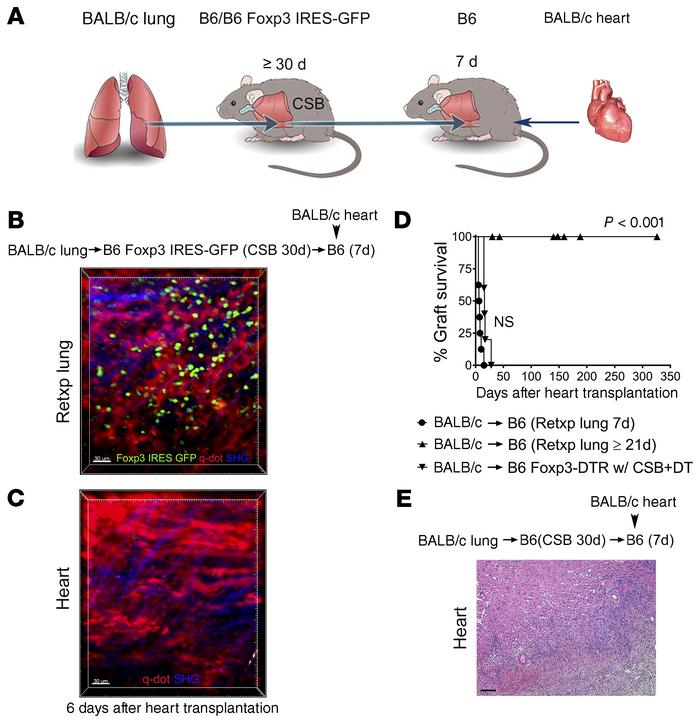 Peripheral tolerance is not induced in the absence of lymphatic drainage...