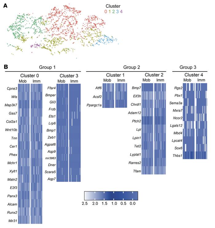 scATAC-seq MPC subclusters reveal distinct MPCs from mobile and immobile...