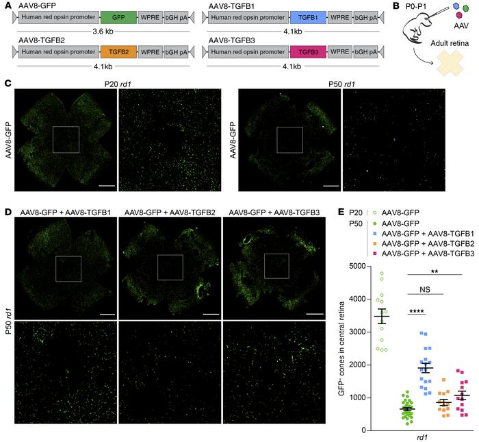 Effect of overexpressing TGF-β isoforms on cone survival.
Schematics of ...