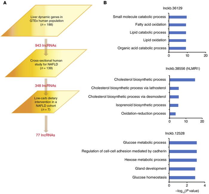 Identification of human lncRNA metabolic regulators.
(A) The process of ...