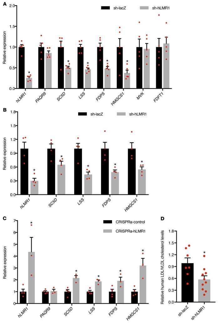 Regulation of cholesterol metabolism by hLMR1 in humanized mice.
(A) Gen...