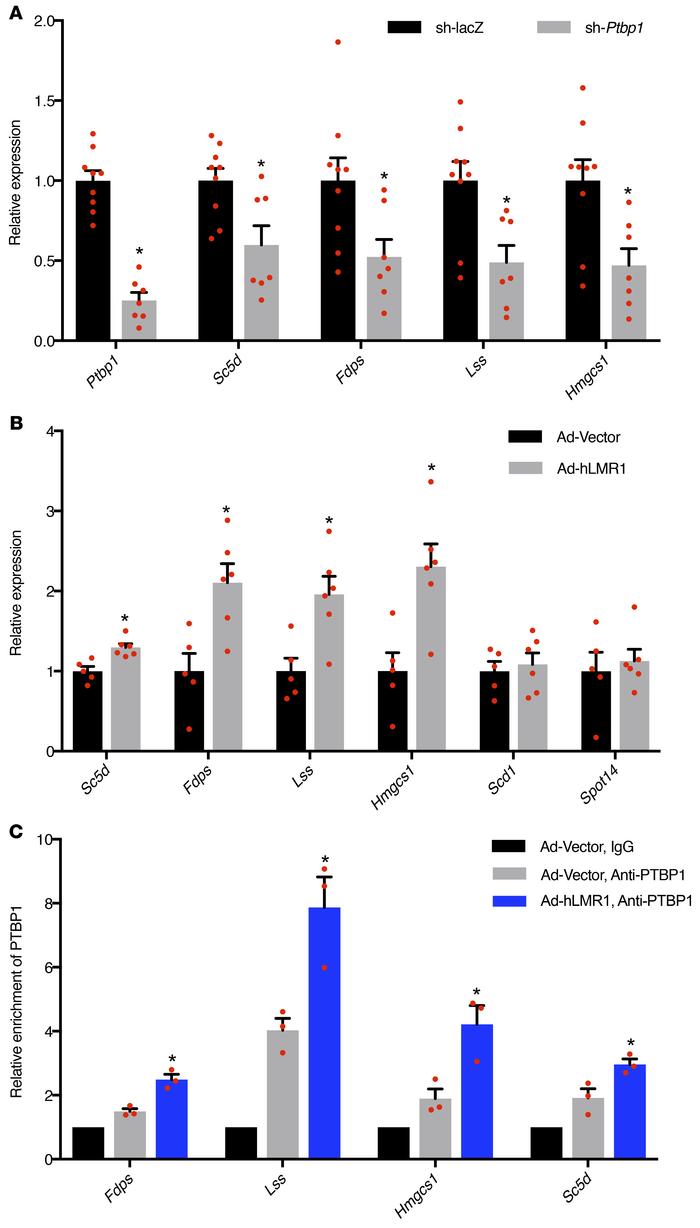 Ectopic expression of hLMR1 in regular mice promotes biosynthesis of cho...