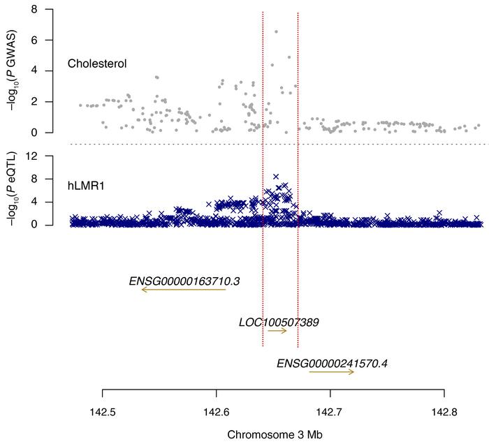 Illustration of the overlap between eQTLs of hLMR1 and GWAS loci for lip...