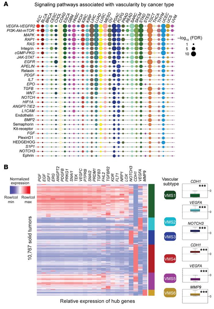 Signaling pathways and VMSs in cancer.
(A) The signaling pathways most e...