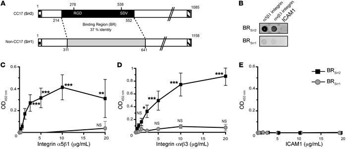 BRSrr2 recognizes α5β1 and αvβ3 integrins in a direct manner.
(A) Schema...