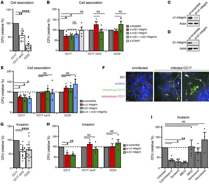 α5β1 and αvβ3 integrins promote Srr2-dependent CC17-GBS attachment and i...