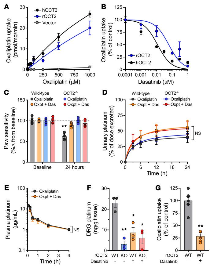 Genetic and pharmacologic targeting of OCT2 protects rats from OIPN.
(A)...