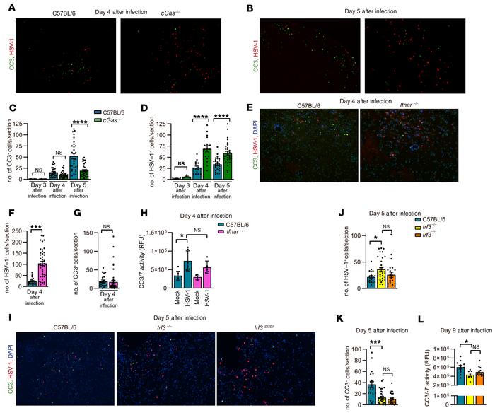 HSV-1–induced apoptosis in the brain is independent of IFNAR but depende...