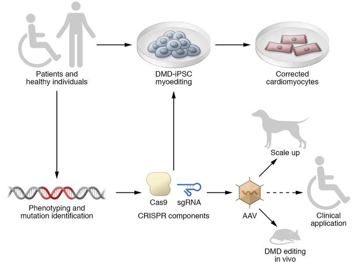 Overview of correction of DMD by myoediting.
Sample is collected from DM...