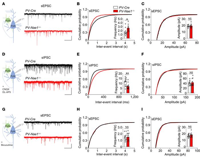 Reduced GABAergic neurotransmission in PV-Nae1–/– hippocampus.
(A) Repre...