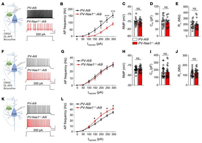 Impaired PVIN intrinsic excitability in PV-Nae1–deficient mice.
(A and B...