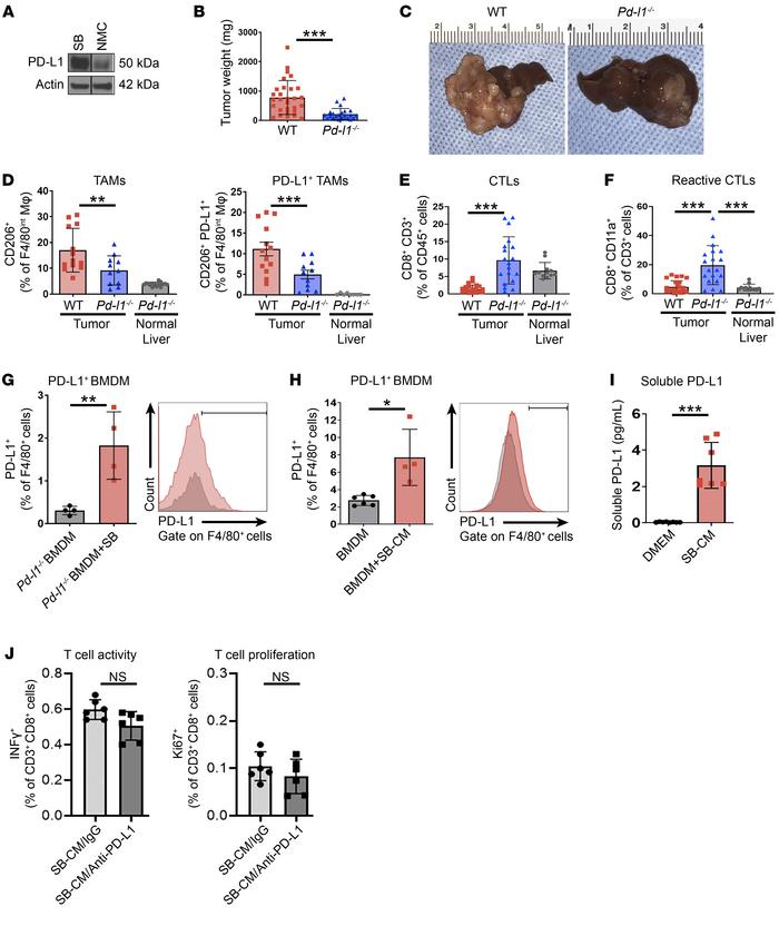 Host PD-L1 contributes to CCA progression.
(A) Immunoblot analysis of PD...