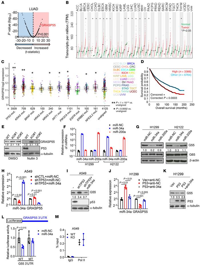 p53 Deficiency relieves GRASP55 (G55) from miR-34a–dependent silencing.
...