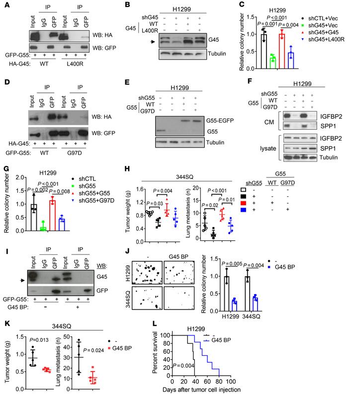 G55-dependent secretion and LUAD progression require G55/G45 interaction...