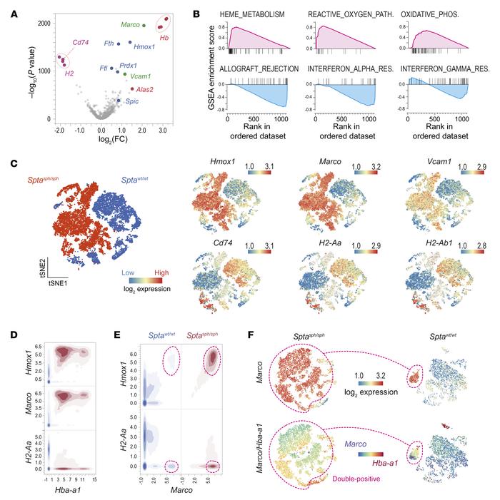 Antioxidant and antiinflammatory transcriptional phenotype of erythropha...