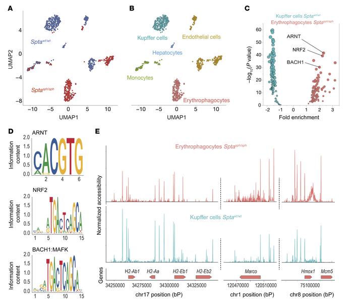 Chromatin accessibility and transcription factor motif enrichment in ery...