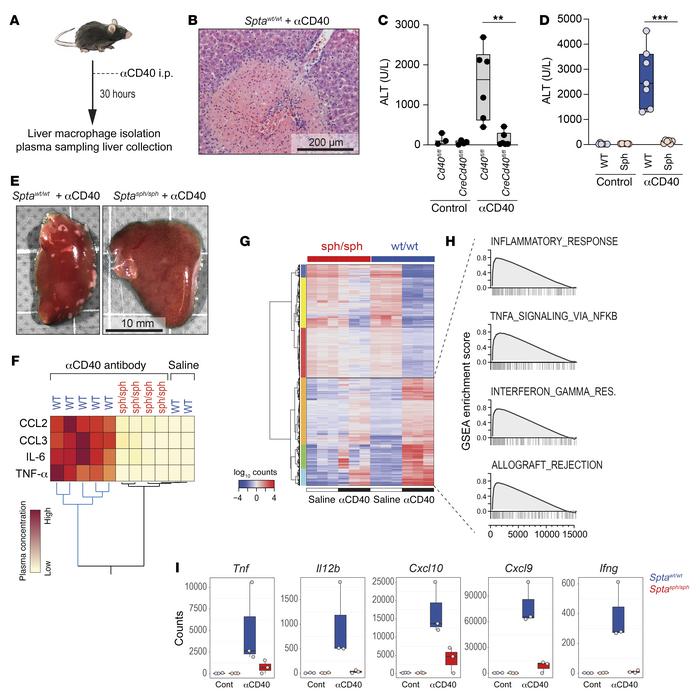 Antiinflammatory function of erythrophagocytes.
(A) Schematic representa...