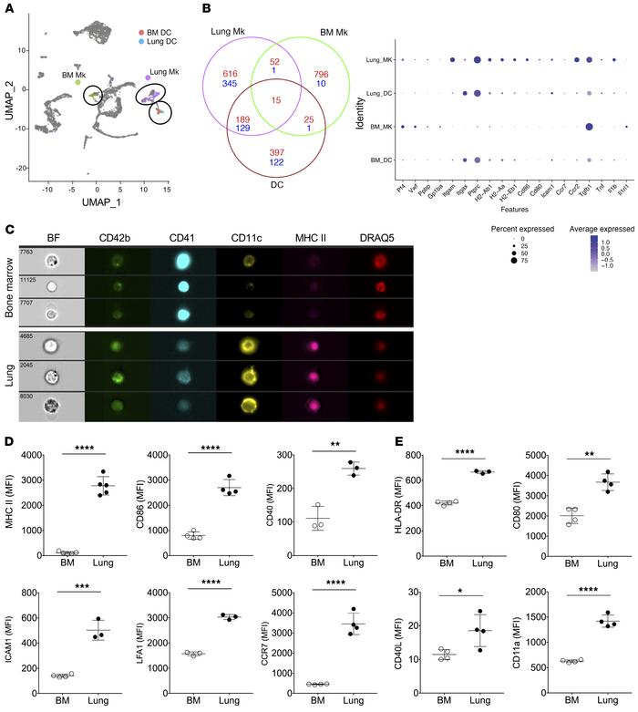 Lung and Mk immune molecule expression.
(A) Integration of BM and lung s...