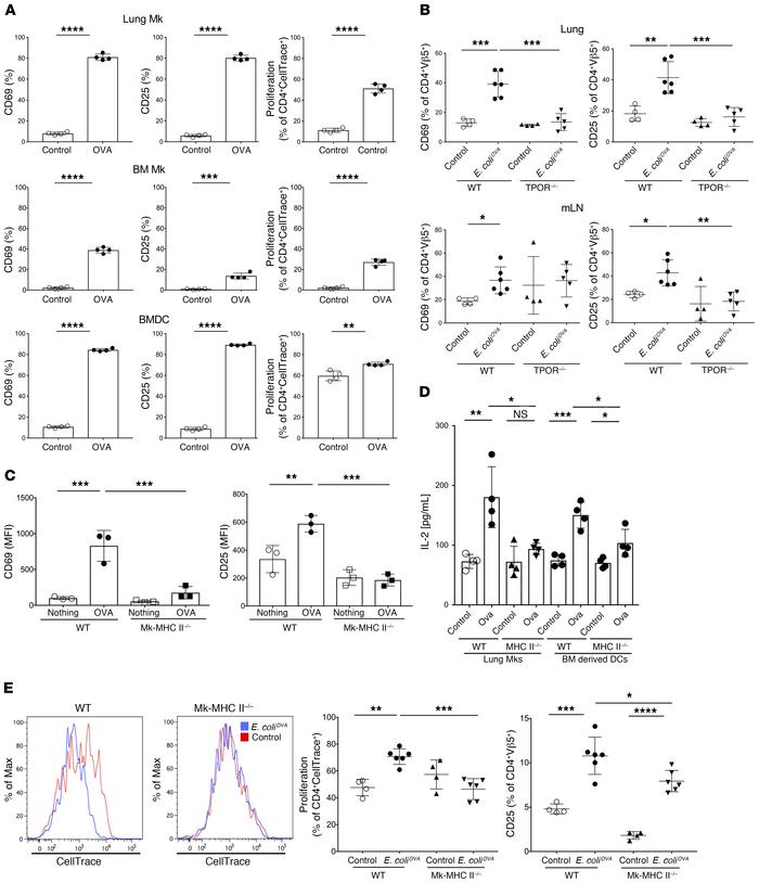 Lung Mks present antigen.
(A) Lung Mks activated OTII T cells in vitro. ...