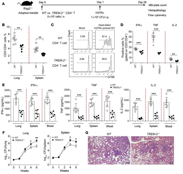 
Rag2–/– mice reconstituted with TREM-2–/– CD4+ T cells display weaker T...