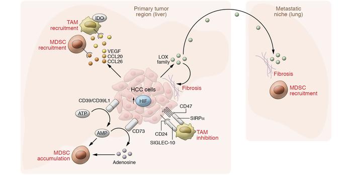 Roles of the hypoxia/HIF signaling pathway in HCC cells that affect inna...