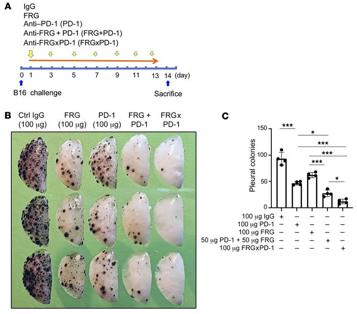 Bispecific antibodies that simultaneously target CHI3L1 and PD-1 induce ...