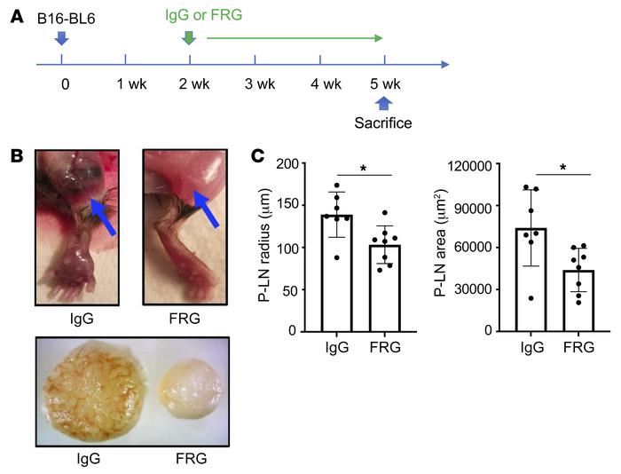 CHI3L1 regulates local footpad lymphatic spread of B16-BL6 cells.
B16-BL...