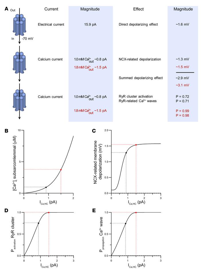 Modeling-based estimations of electrical and Ca2+ consequences of single...